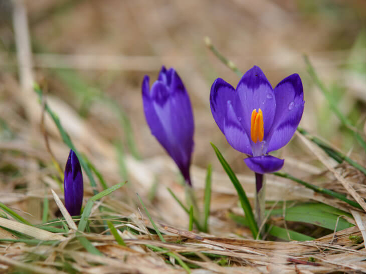 Латинский Crocus sativus
