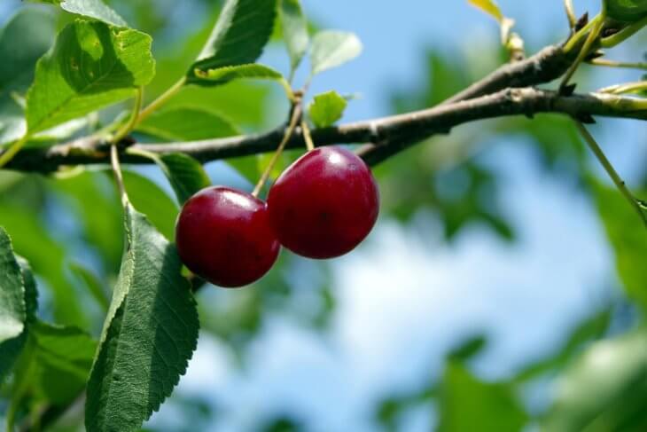 Плоды вишни в летний период