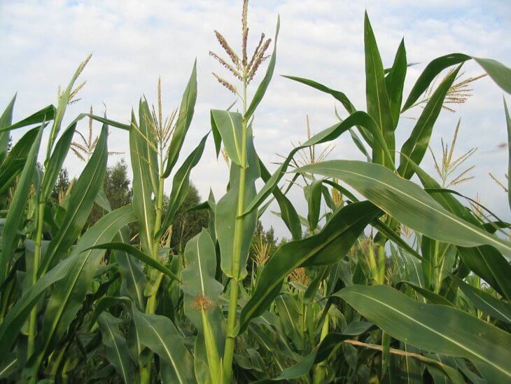 Здоровый урожай кукурузы