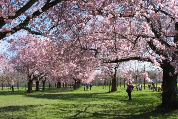Цветение вишневого парка