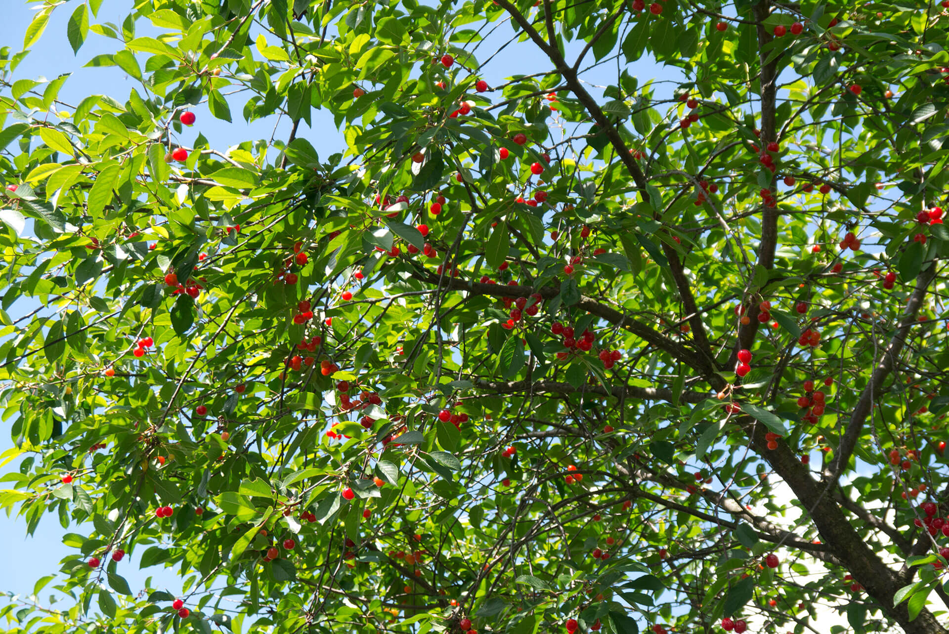 Обрезка вишни весной - особенности процесса и уход за растением
