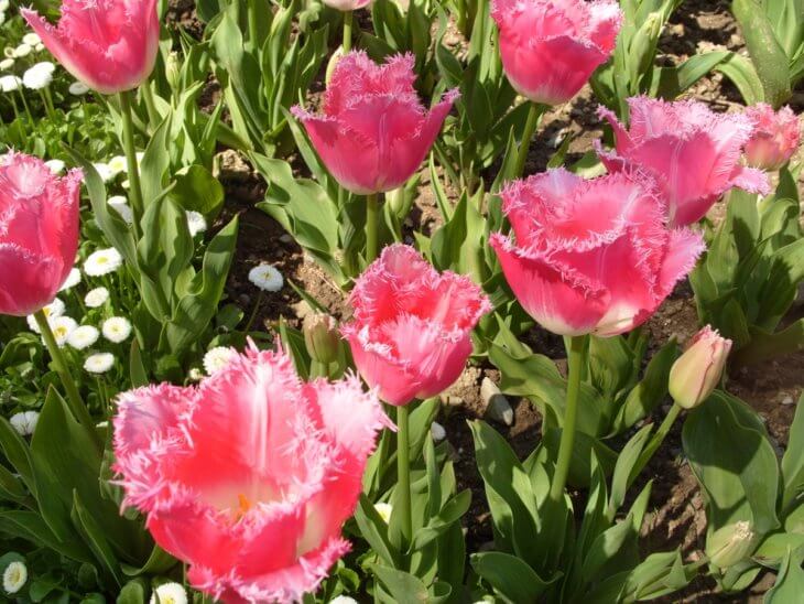 Обильное цветение тюльпанов