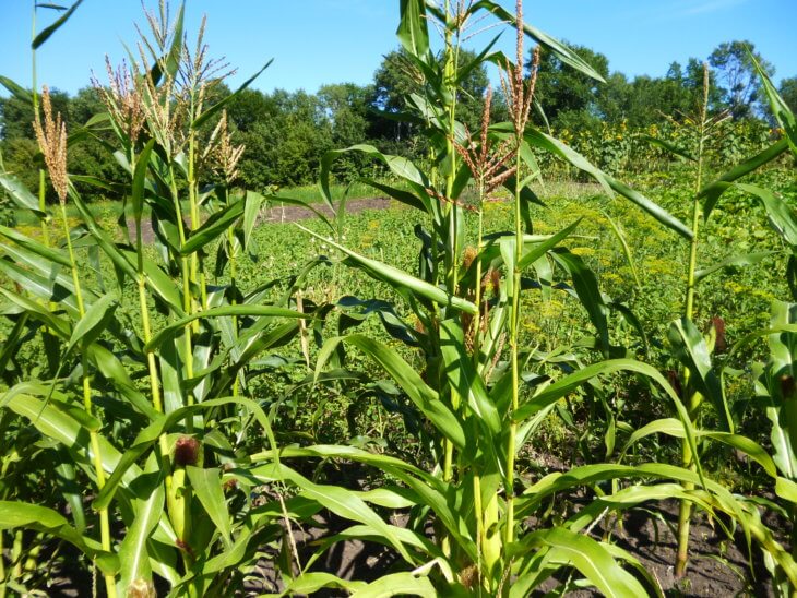 Выращивание кукурузы в поле