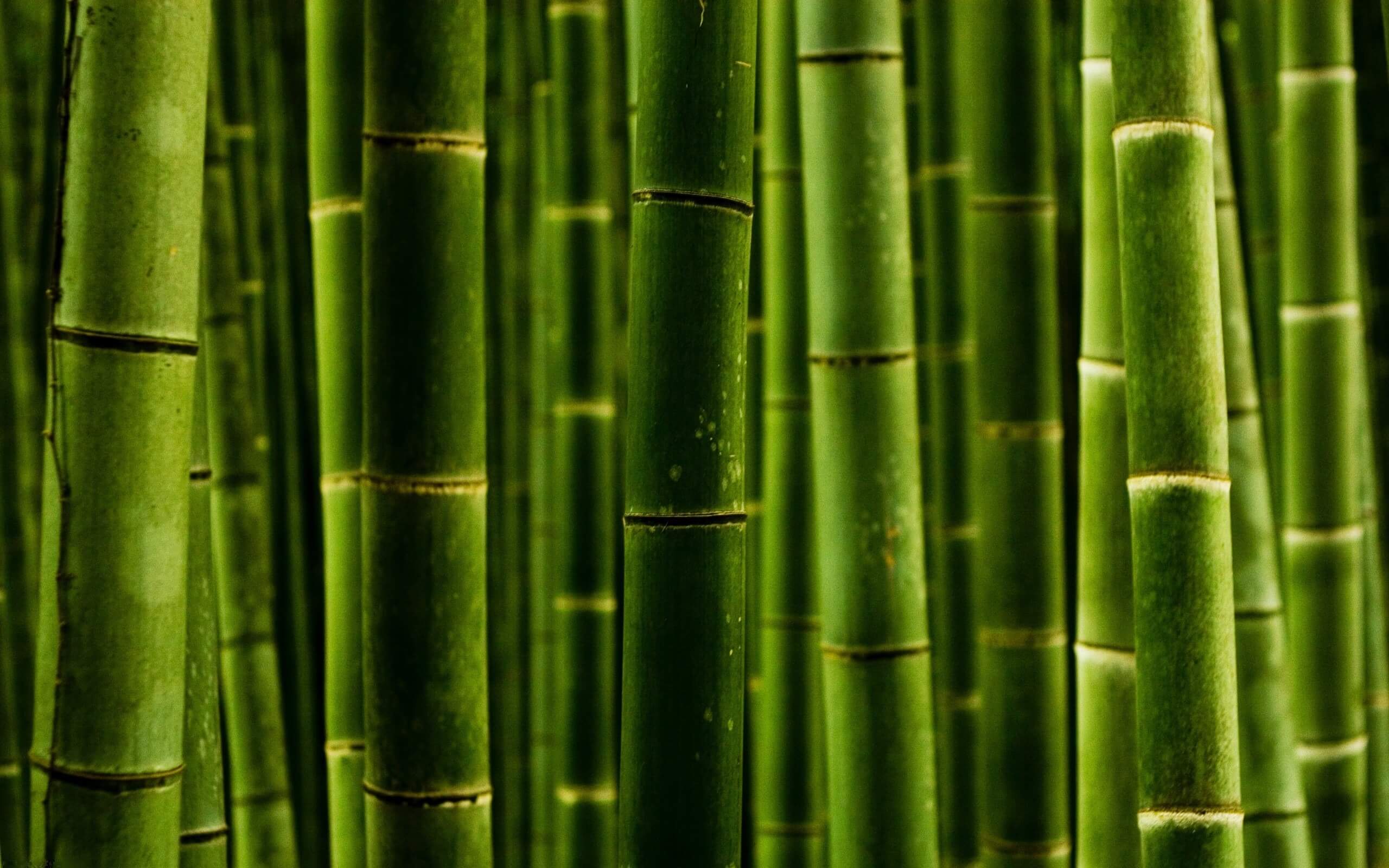 Как пересадить бамбук правильно: основные правила пересадки