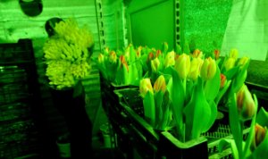 Освещение для тюльпанов в теплице