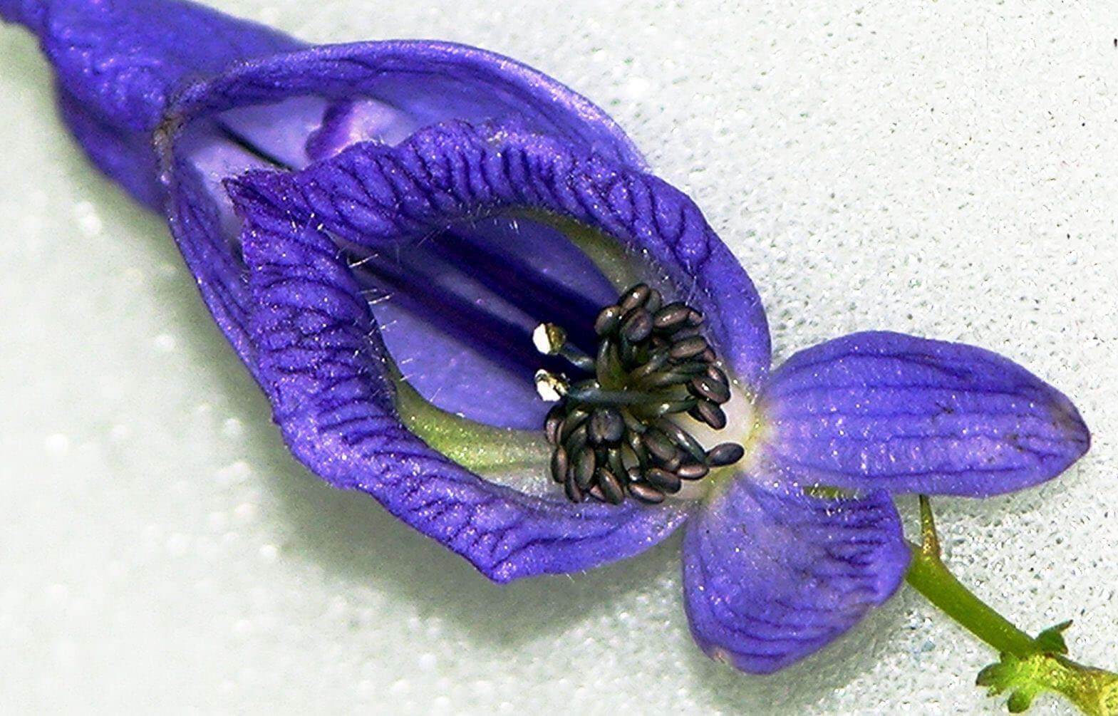 Ядовитое фиолетовое растение