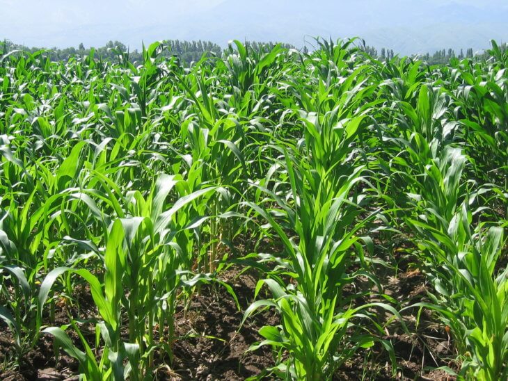 Выращивание кукурузы в больших масштабах