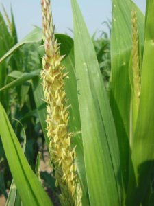 Цветение кукурузы