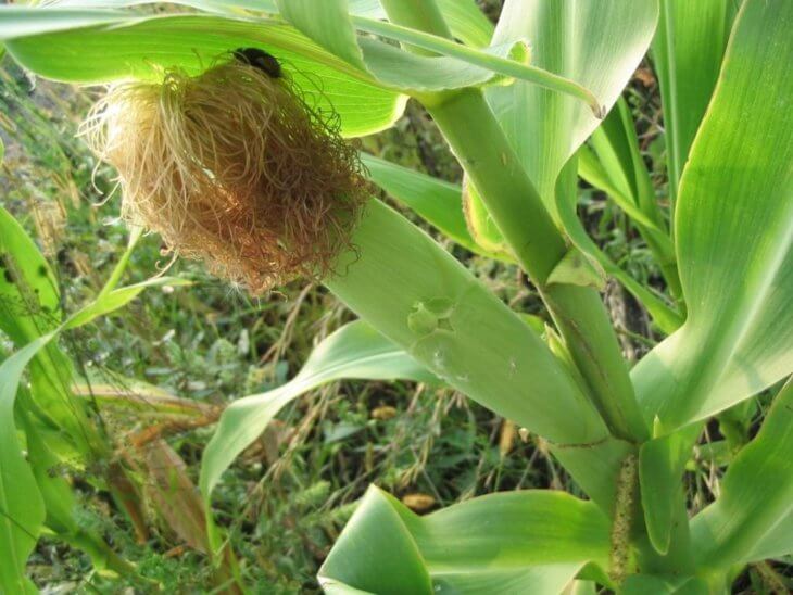 Созревание початка кукурузы