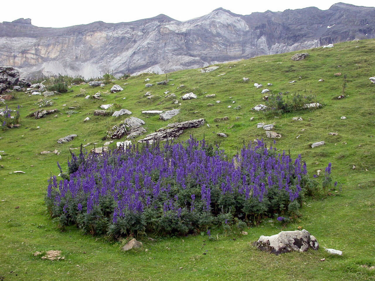 Аконит алтайский фото