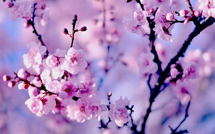 Прекрасные весенние соцветия сакуры