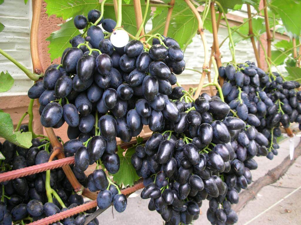 Зимостойкие сорта винограда: преимущества выращивания