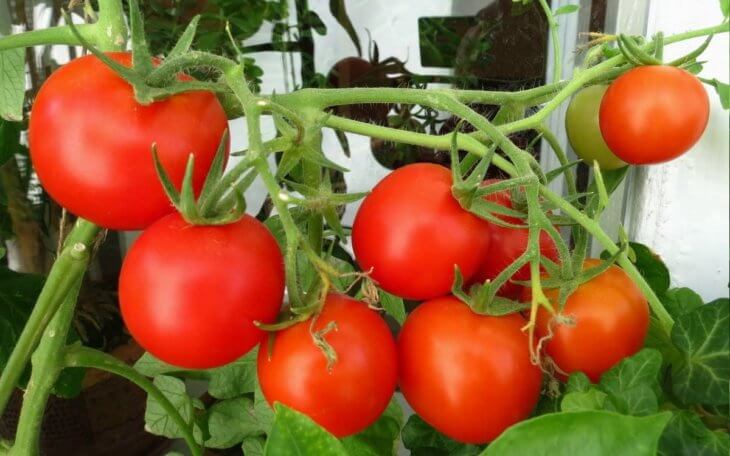 Отличный урожай томатов