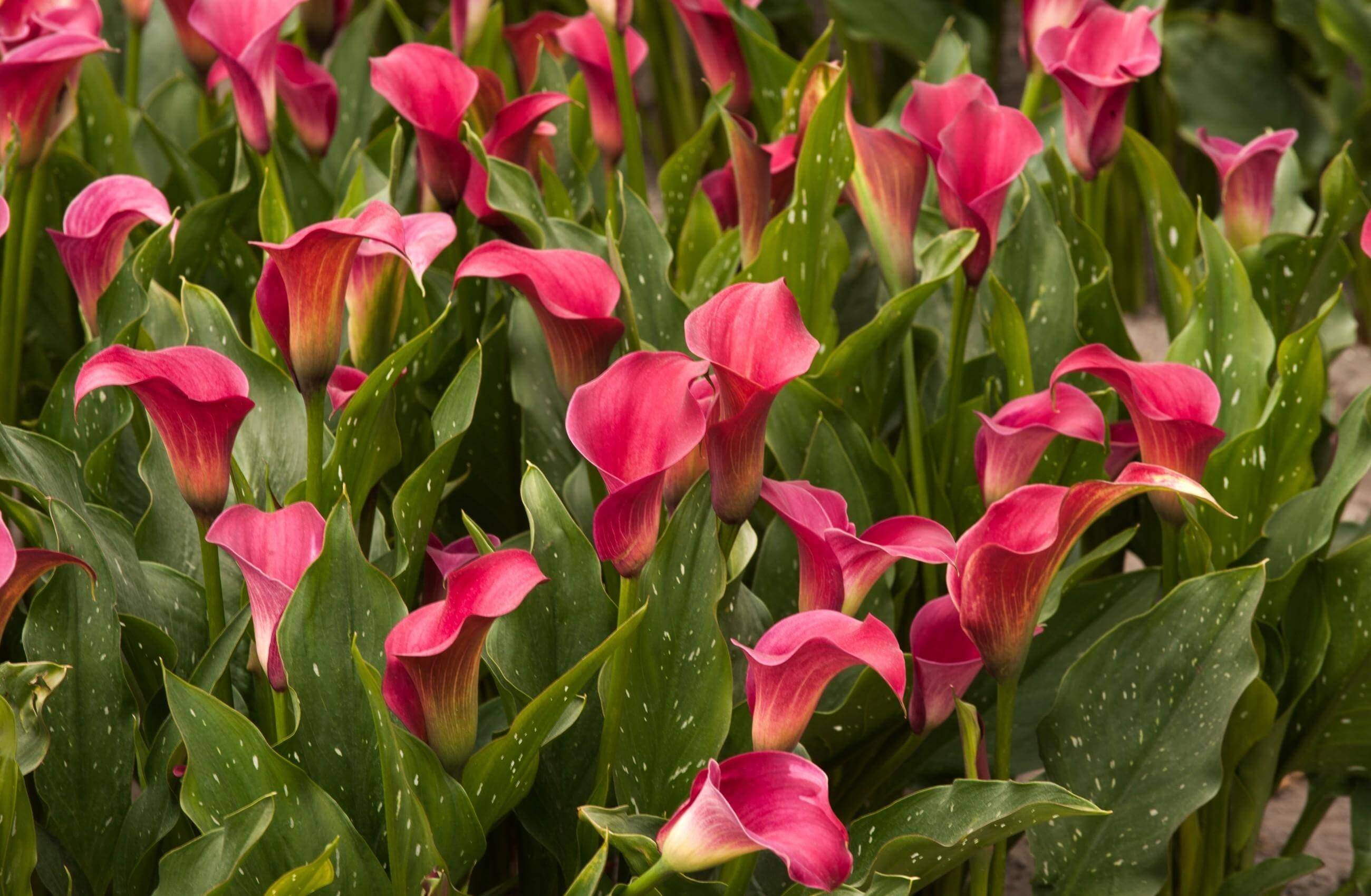 Домашний цветок калла: как вырастить растение в домашних условиях