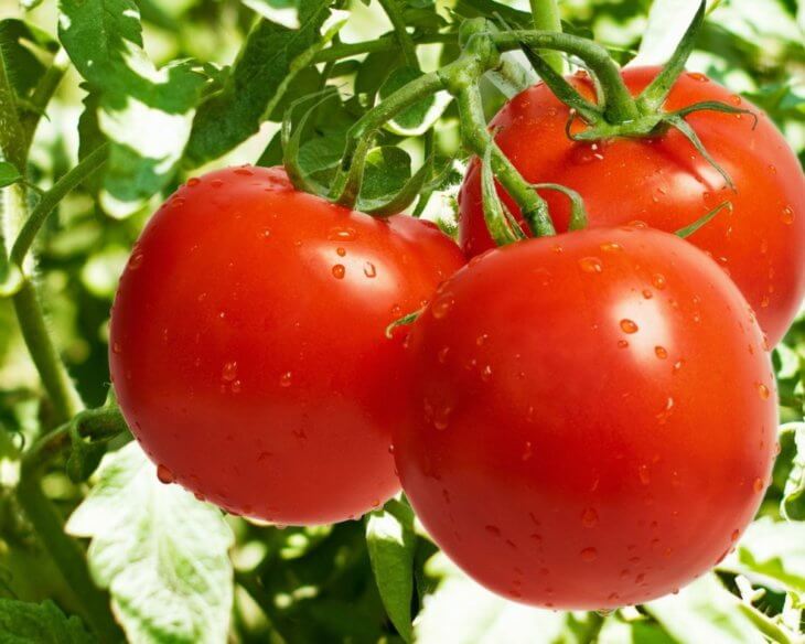 Заманчивые плоды томатов
