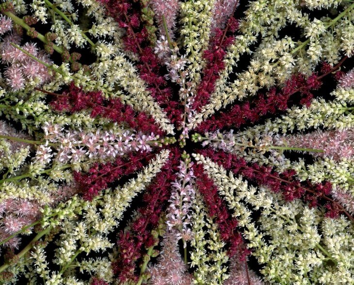 Виды цветения астильбы