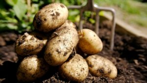 Урожай картофеля в огороде