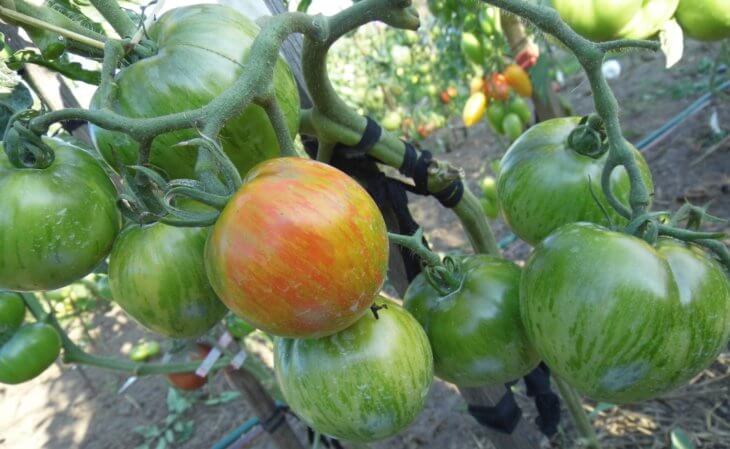 Выращивание томатов открытом грунте