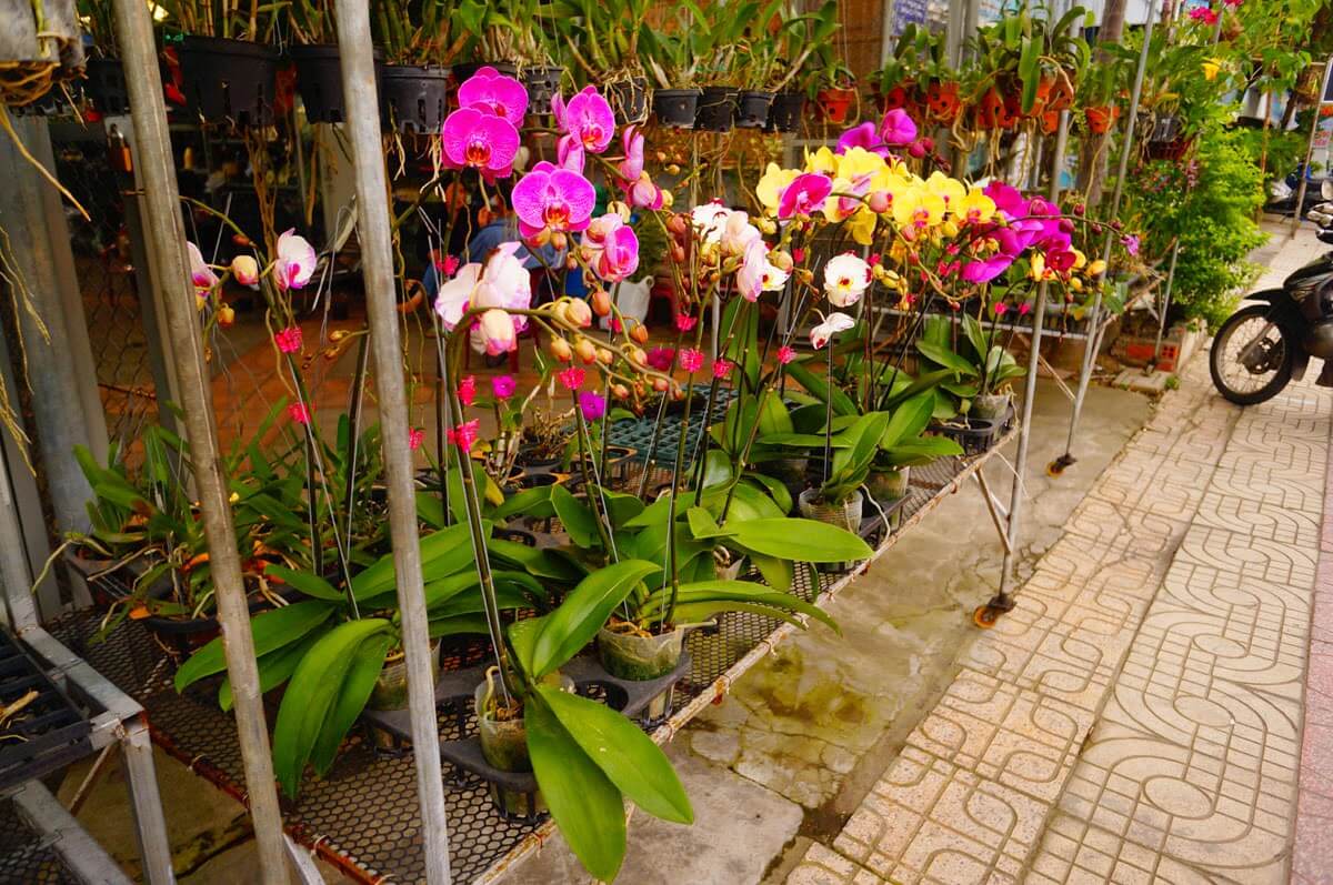 Вьетнамская орхидея: основные характеристики