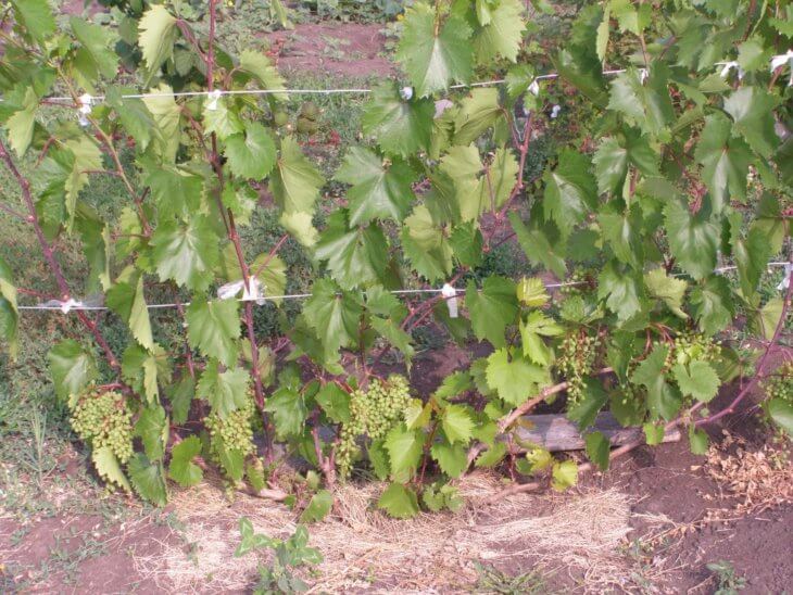 Выращивание винограда в саду