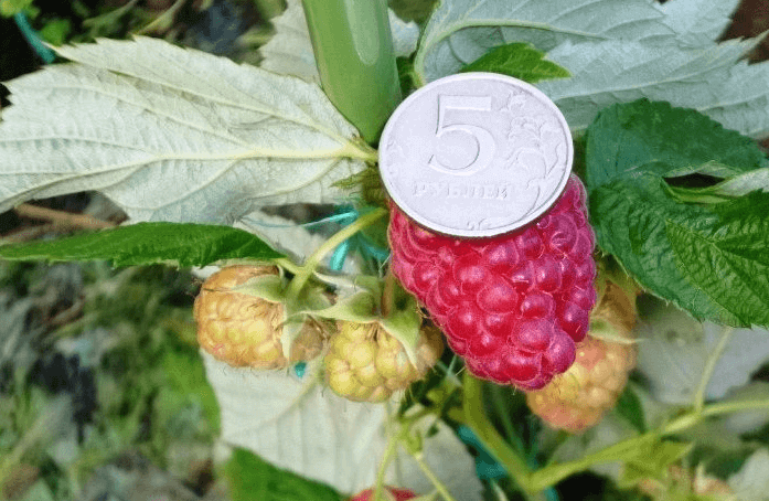Размер ягод малины Таруса