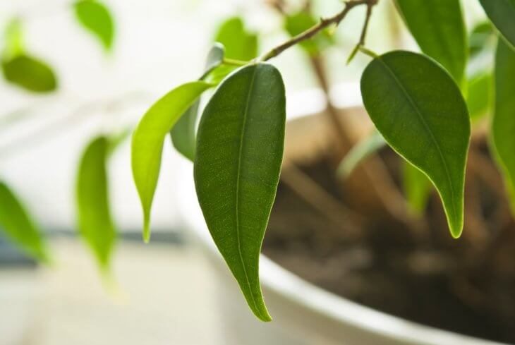 Здоровая листва фикуса