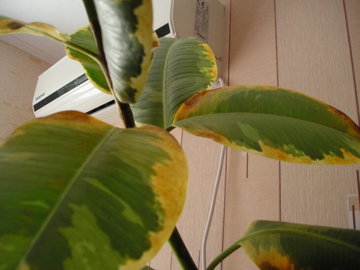 Чернеют листья у фикуса - причины, а также способы борьбы с данной  проблемой, описание и особенности ухода за растением