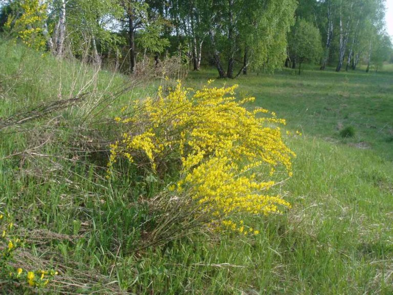 Ракитовый куст фото как выглядит