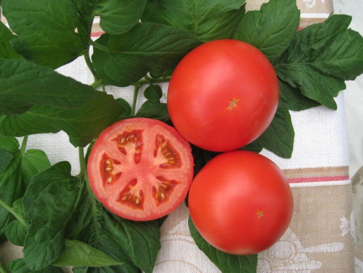 Здоровый урожай томатов