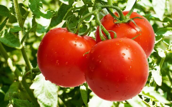 Плоды томатов, выращенные самостоятельно