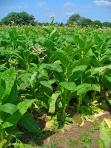 Выращивание табака в поле