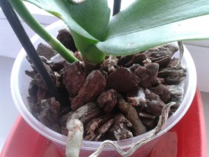 Корневая система орхидеи