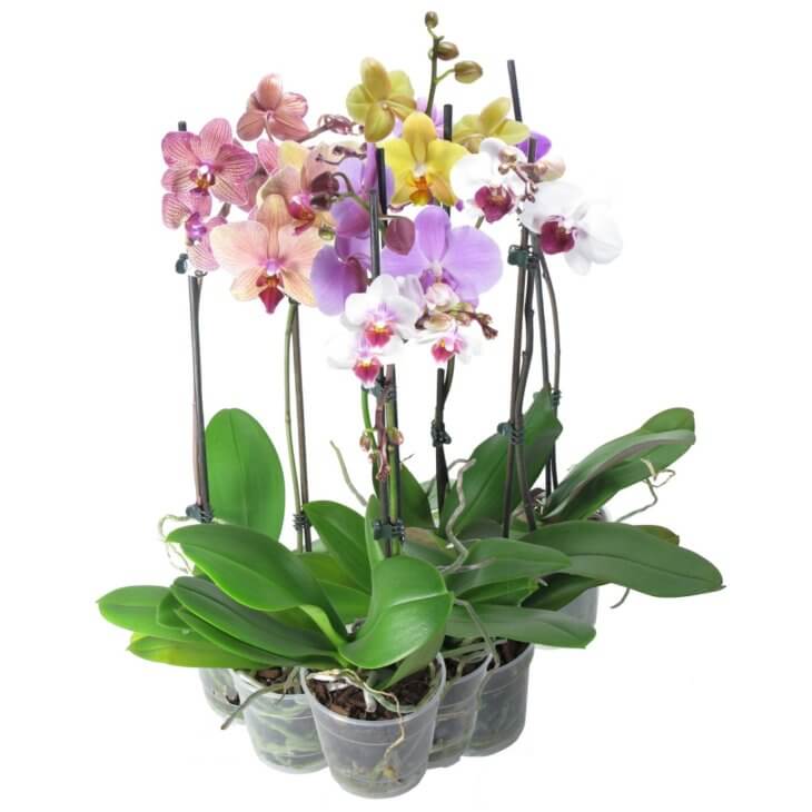 Первое цветение орхидеи в домашних условиях