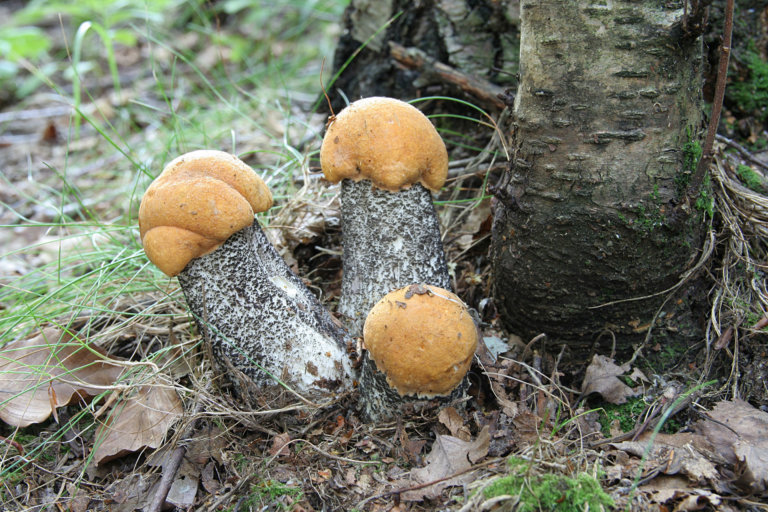 Какие грибы растут весной в воронежской области фото и описание