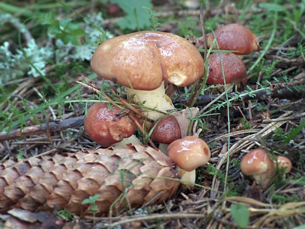 Какие есть съедобные грибы: основные характеристики