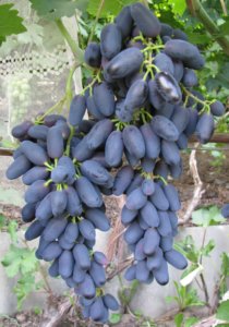 Крупный урожай винограда