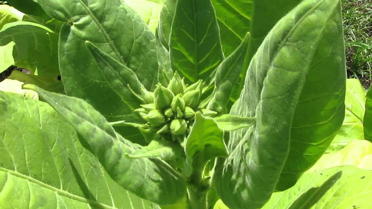 Выращивание растения табак от посева семян до сбора урожая