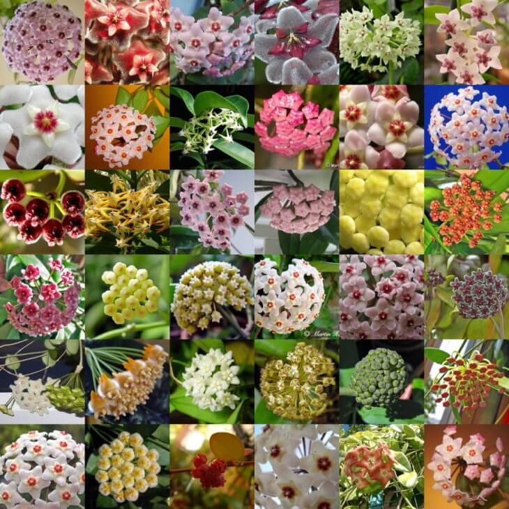Различные виды цветения хойи
