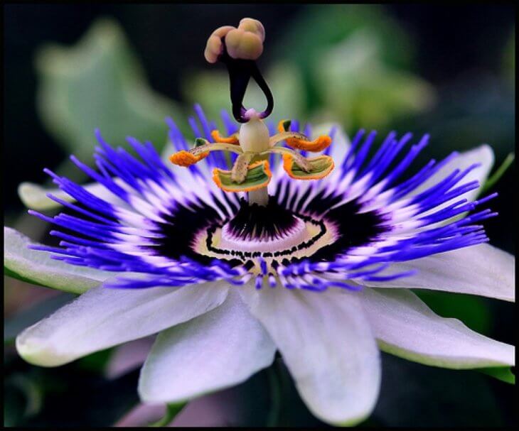 Необычное цветение пассифлоры