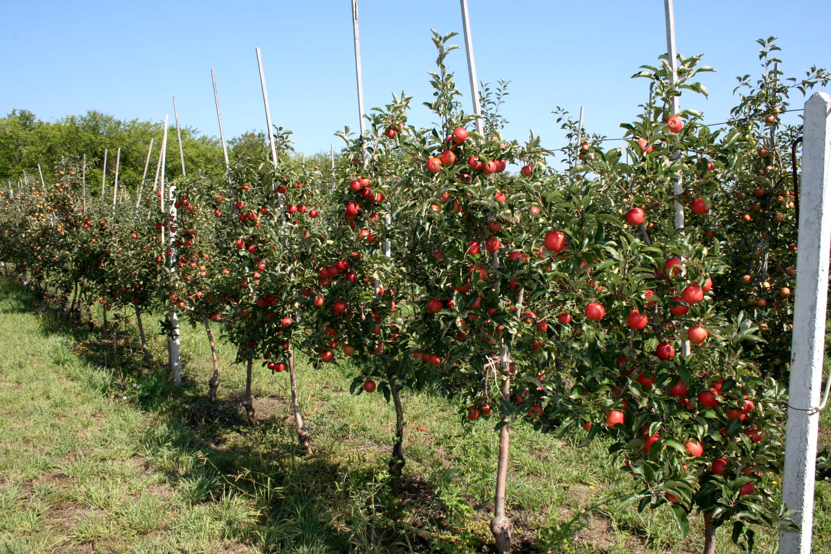 Низкорослые яблони для Подмосковья: сорта и их описание