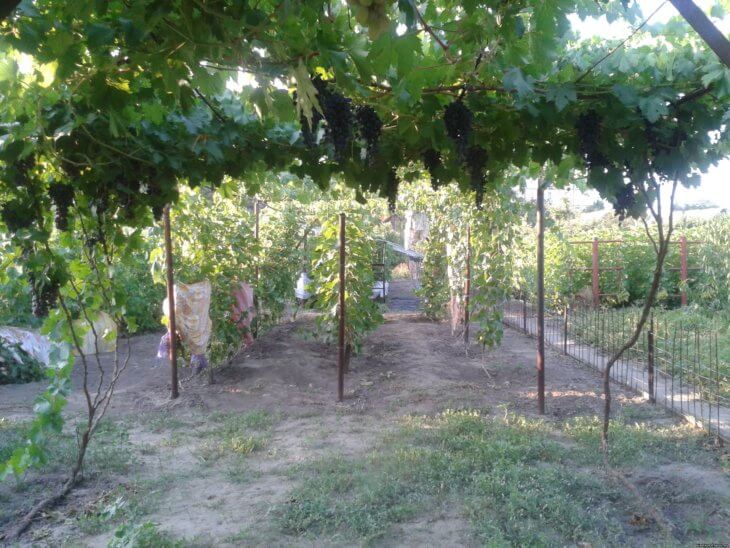 Выращивание винограда Надежда Азос в саду