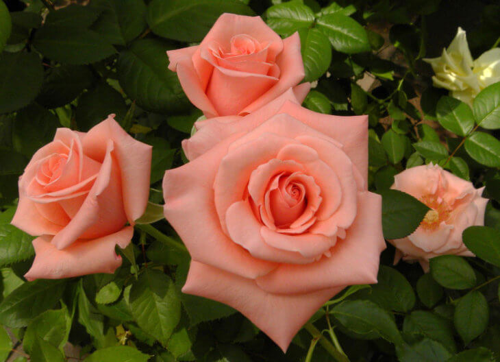 Прекрасное цветение розы