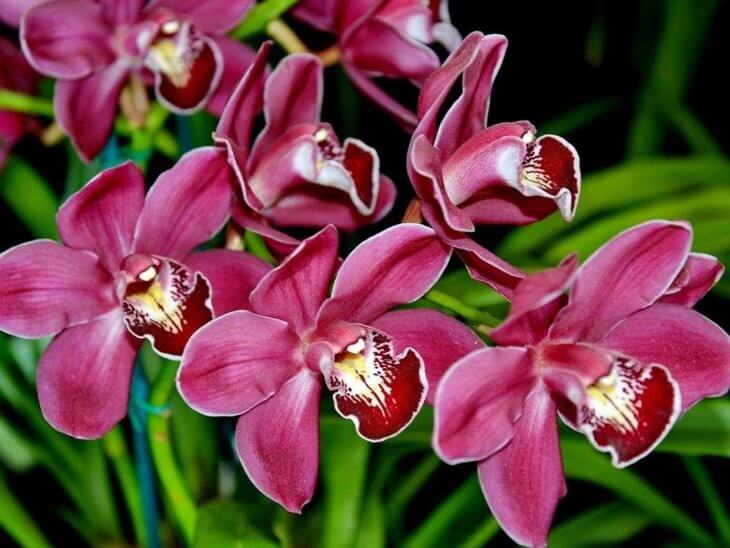 Прекрасное цветение орхидеи