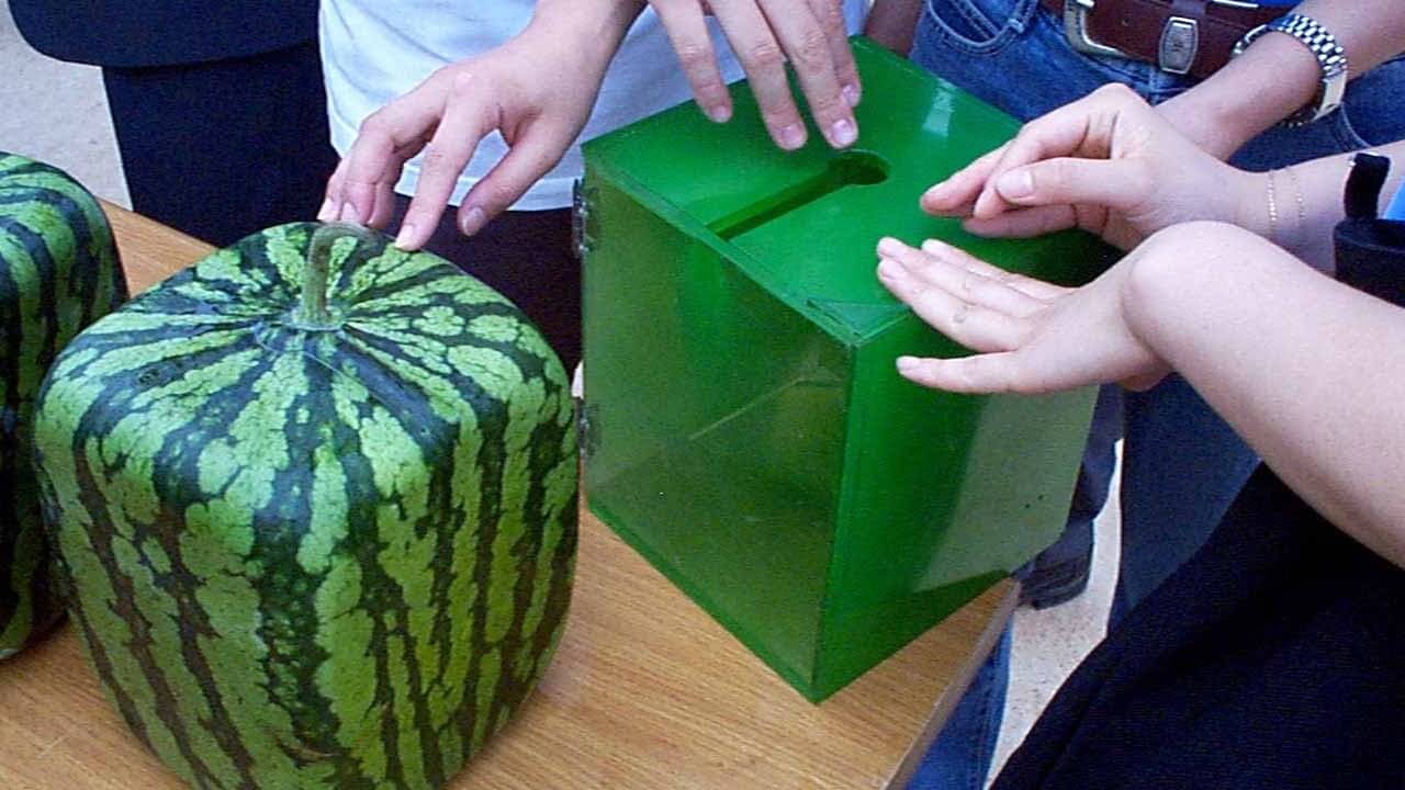Как вырастить квадратный арбуз: делаем контейнер для придания формы