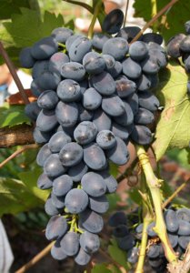 Созревший урожай винограда