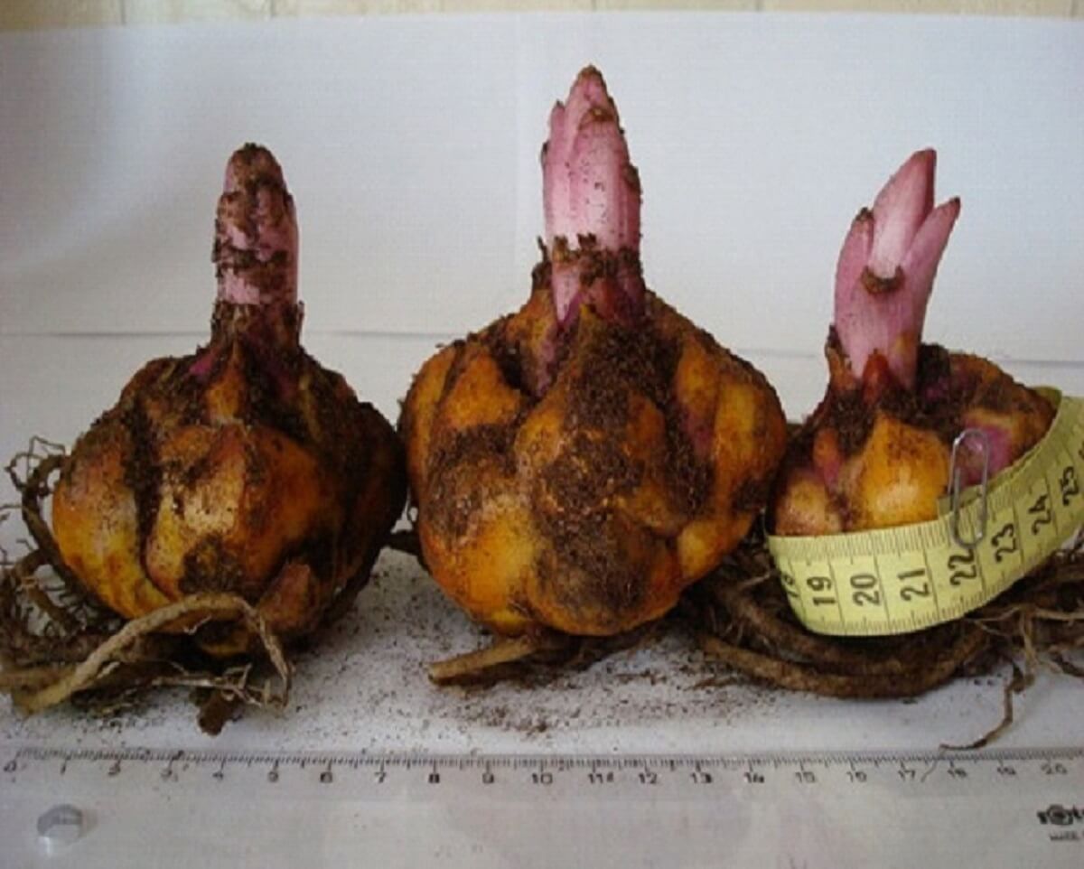 Как хранить луковицы лилий в домашних условиях до высадки в открытый грунт