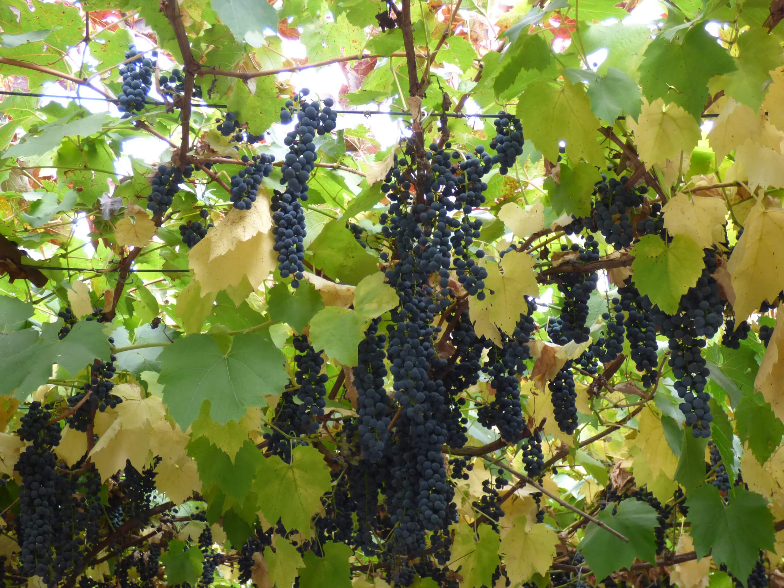 Можно ли вырастить виноград из косточек: правила посадки и хитрости получения большого урожая