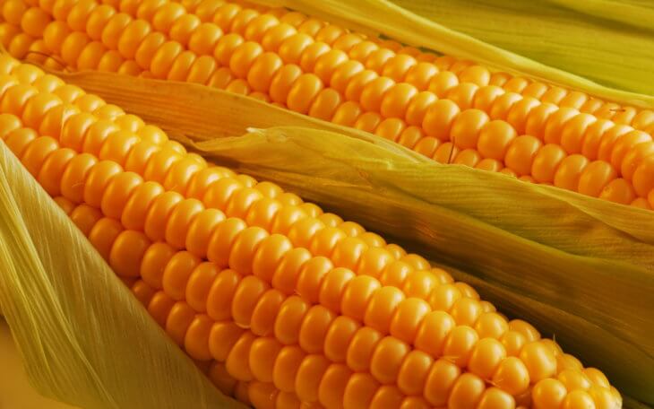 Спелая кукуруза