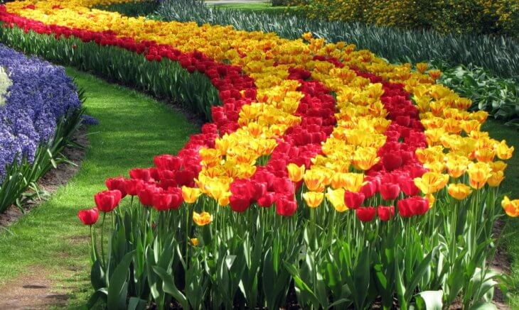 Цветение тюльпанов