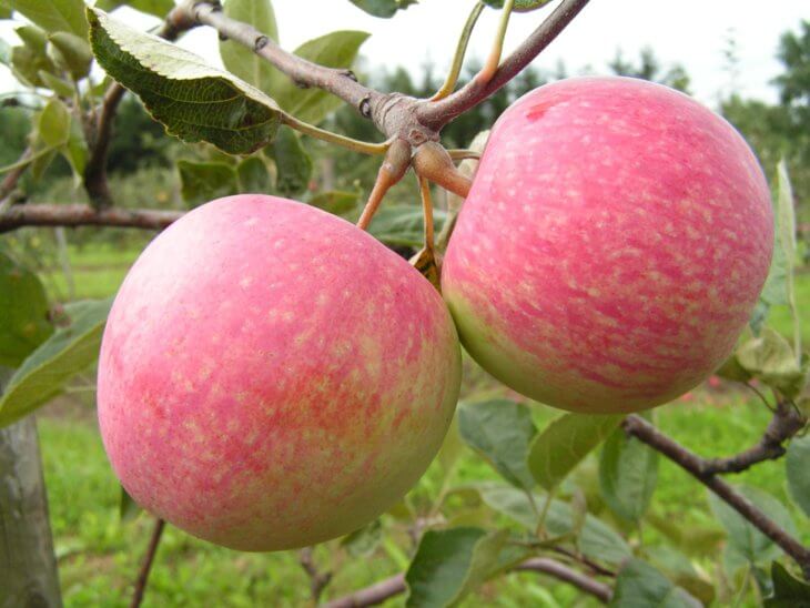 Первый урожай яблок в саду